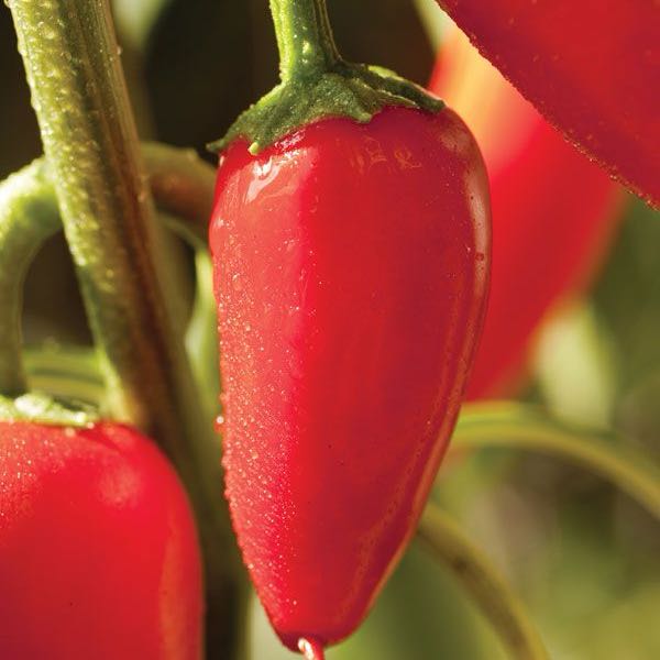 Photo of the plant species Hot Pepper by @CivilGrayssedge named Cleopatra on Greg, the plant care app
