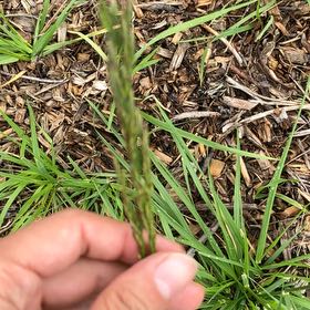 Photo of the plant species Annual Ryegrass by @ValidCaladium73 named Aristotle on Greg, the plant care app