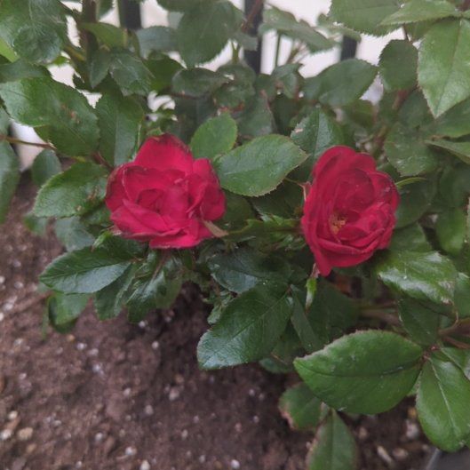 Photo of the plant species Petite Knock Out® Rose by @JazzyAster60 named Queen on Greg, the plant care app