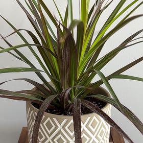 Photo of the plant species Magenta Dragon Tree by @MeekBonsai19 named Taylor Swift on Greg, the plant care app