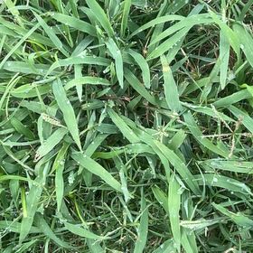 Photo of the plant species Southern Crabgrass by @NiftySmallonion named Queen on Greg, the plant care app
