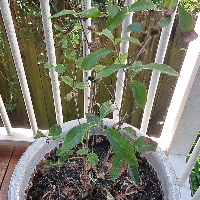 Photo of the plant species Lemon Myrtle by @YummyAtom33 named Wall-E on Greg, the plant care app