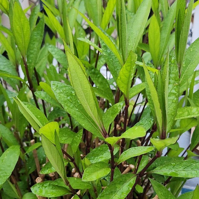 Photo of the plant species Britton's Wild Petunia by @HeroicSugarpine named Harry on Greg, the plant care app