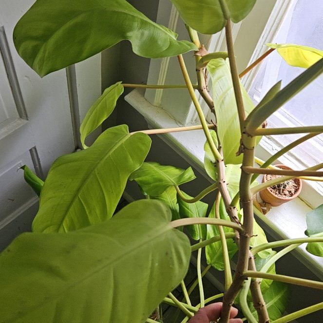 Photo of the plant species philodendron golden by @HighSeagrape64 named Walt on Greg, the plant care app
