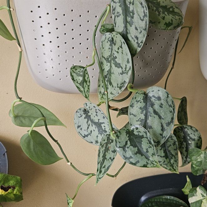 Photo of the plant species Scindapsus Silver Lady by @HighSeagrape64 named Leonardo on Greg, the plant care app