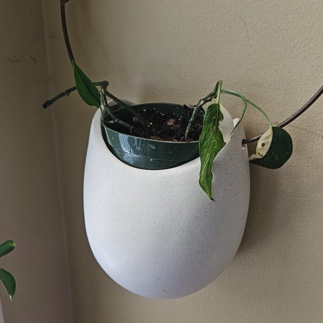 Photo of the plant species Aurea Variegata by @HighSeagrape64 named Sanders on Greg, the plant care app