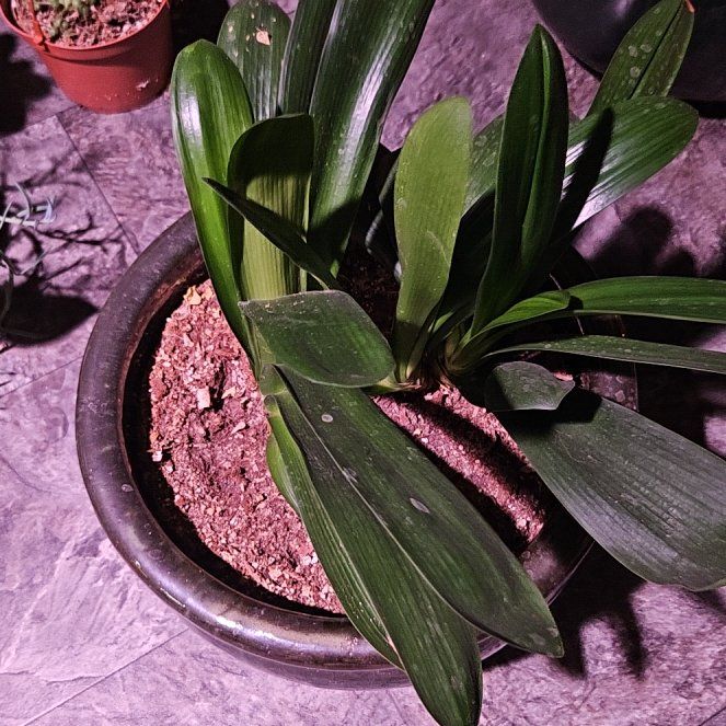 Photo of the plant species Clivia by @HighSeagrape64 named Orwell on Greg, the plant care app