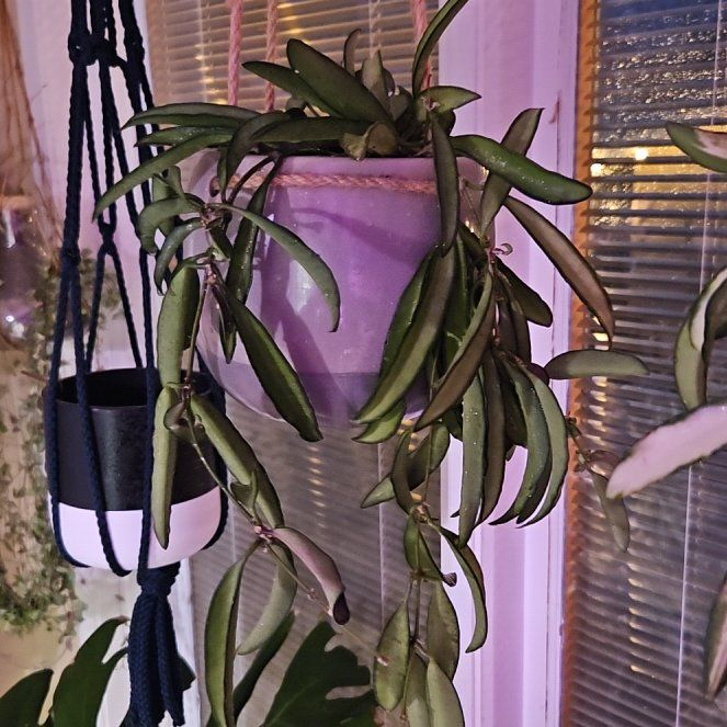 Photo of the plant species hoya wayeti by @HighSeagrape64 named Mollie on Greg, the plant care app