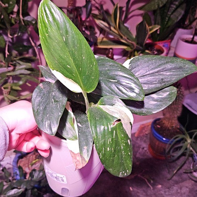 Photo of the plant species Monstera by @HighSeagrape64 named Sherlock on Greg, the plant care app
