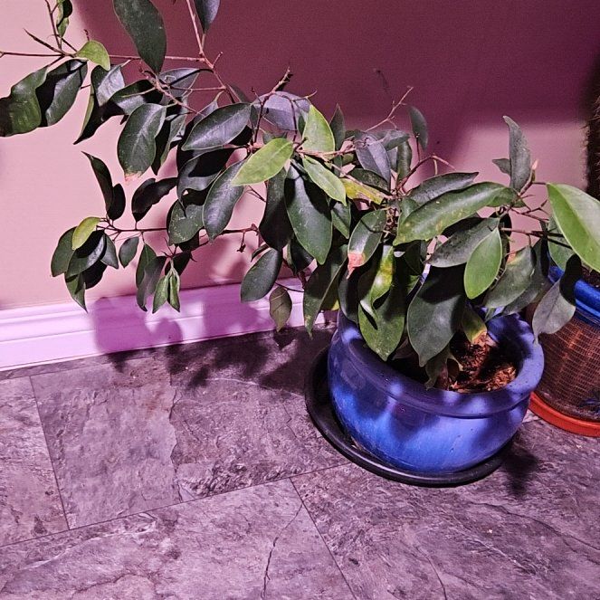 Photo of the plant species Bonsai by @HighSeagrape64 named Captain Plant-it on Greg, the plant care app