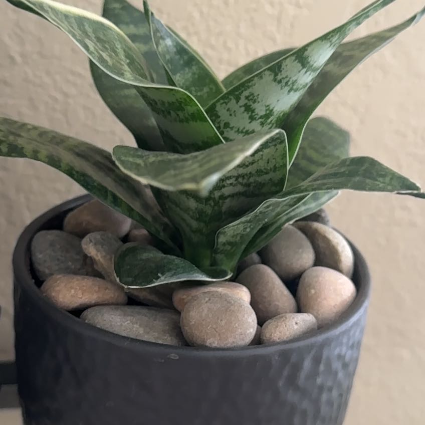 Photo of the plant species Dracaena hahnii 'White Edge' by @SunnyWingfern named Achilles on Greg, the plant care app