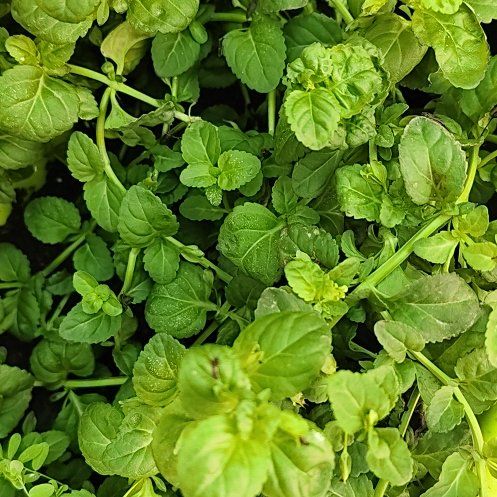 Photo of the plant species Baby Jump-Up by @GemCowslip62 named Ronaldo on Greg, the plant care app