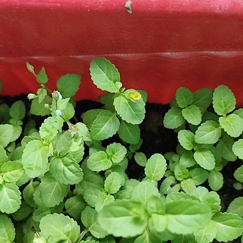 Photo of the plant species Baby Jump-Up by @GemCowslip62 named Austen on Greg, the plant care app