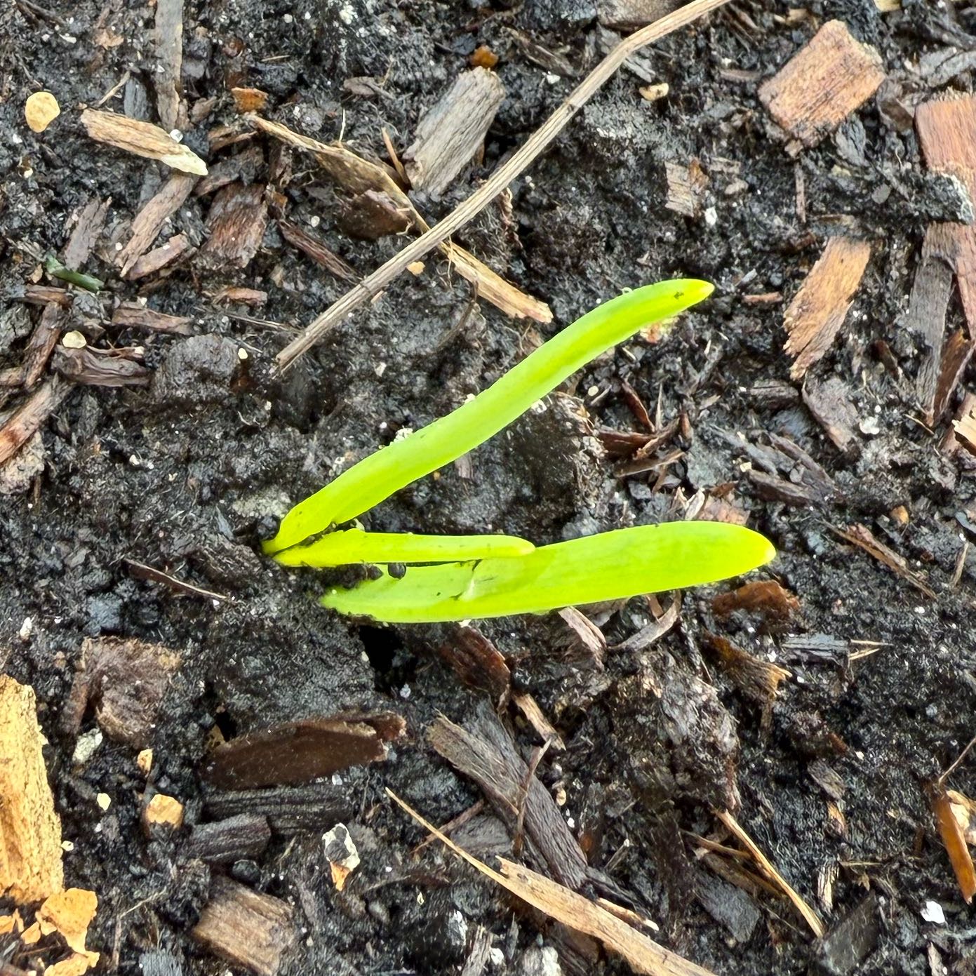 Photo of the plant species Yellow Onion by @Slaymaker59 named Gomez on Greg, the plant care app
