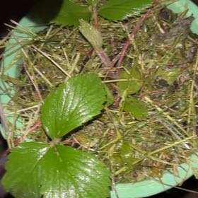 Photo of the plant species American Wild Strawberry by @LogicalIcecaps named Captain Plant-it on Greg, the plant care app
