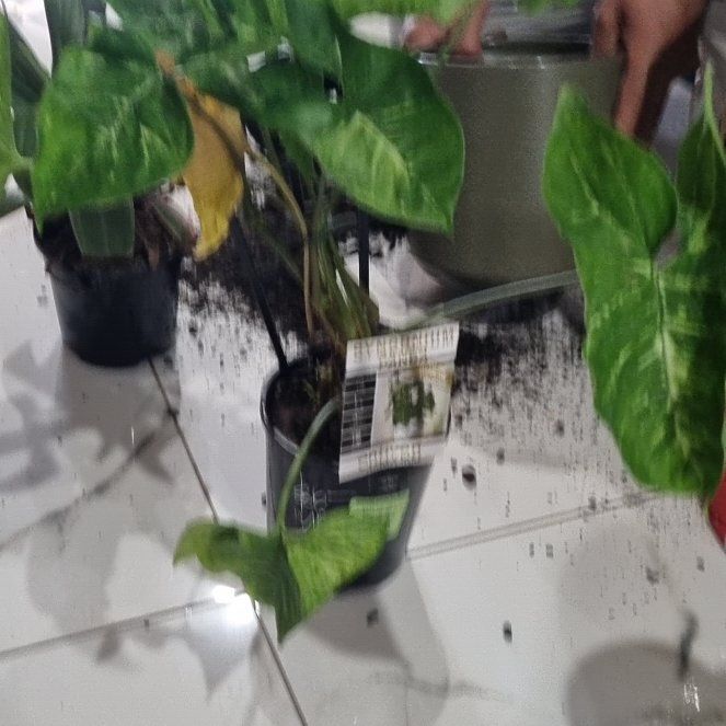 Photo of the plant species Syngonium by @coolplantguy named Syngonium on Greg, the plant care app