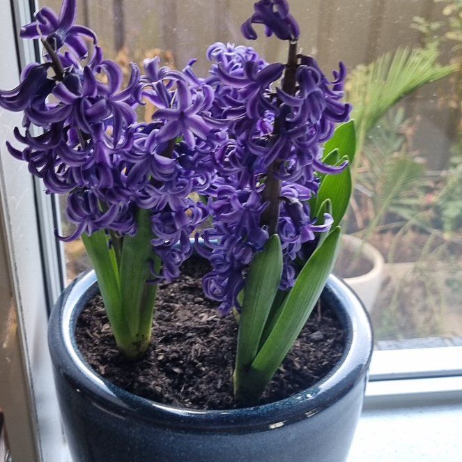 Photo of the plant species Hyacinth 'Happy' by @coolplantguy named Hyacinth on Greg, the plant care app