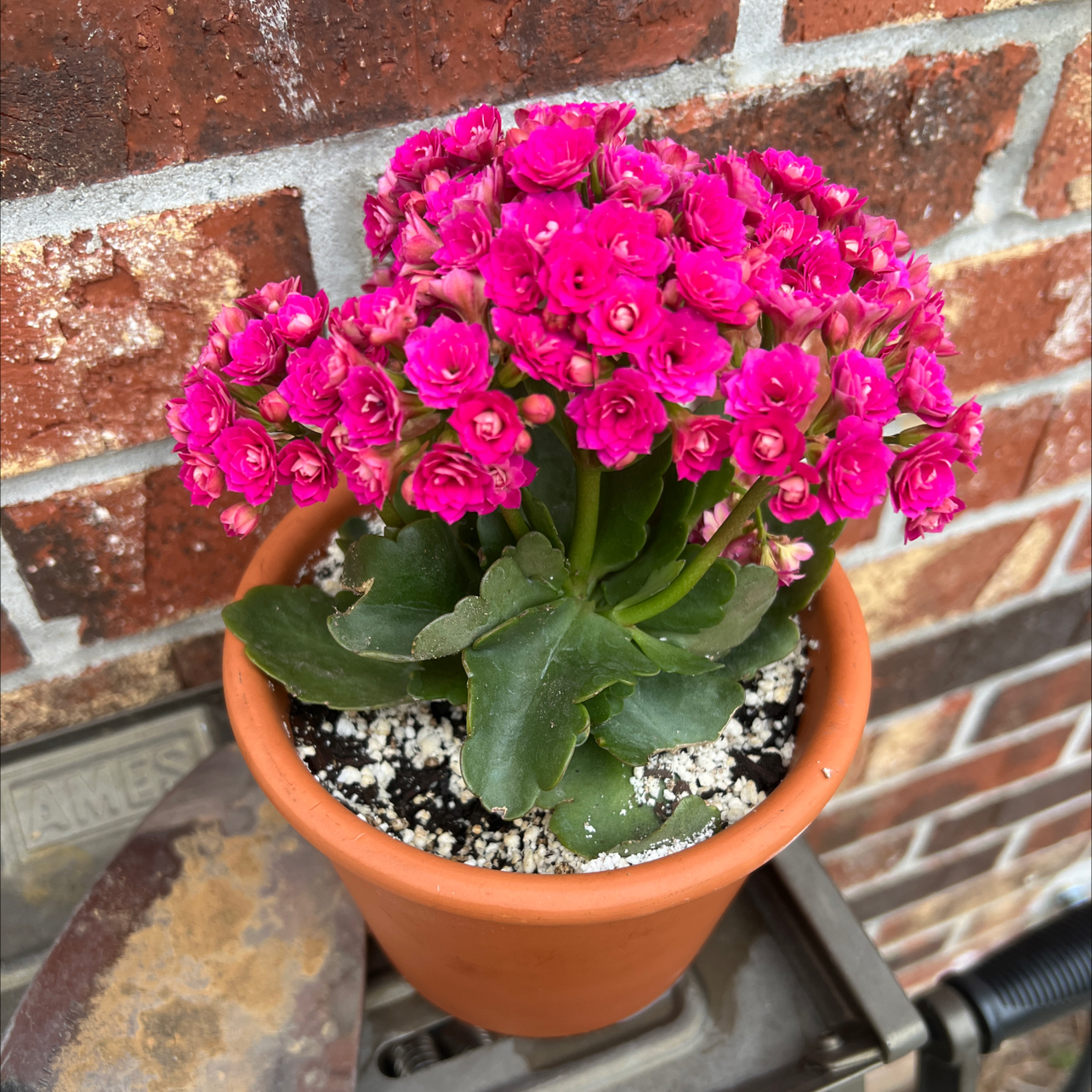 Photo of the plant species Kalanchoe blossfeldiana 'Pink' by @FunRedsky59 named Kesha on Greg, the plant care app