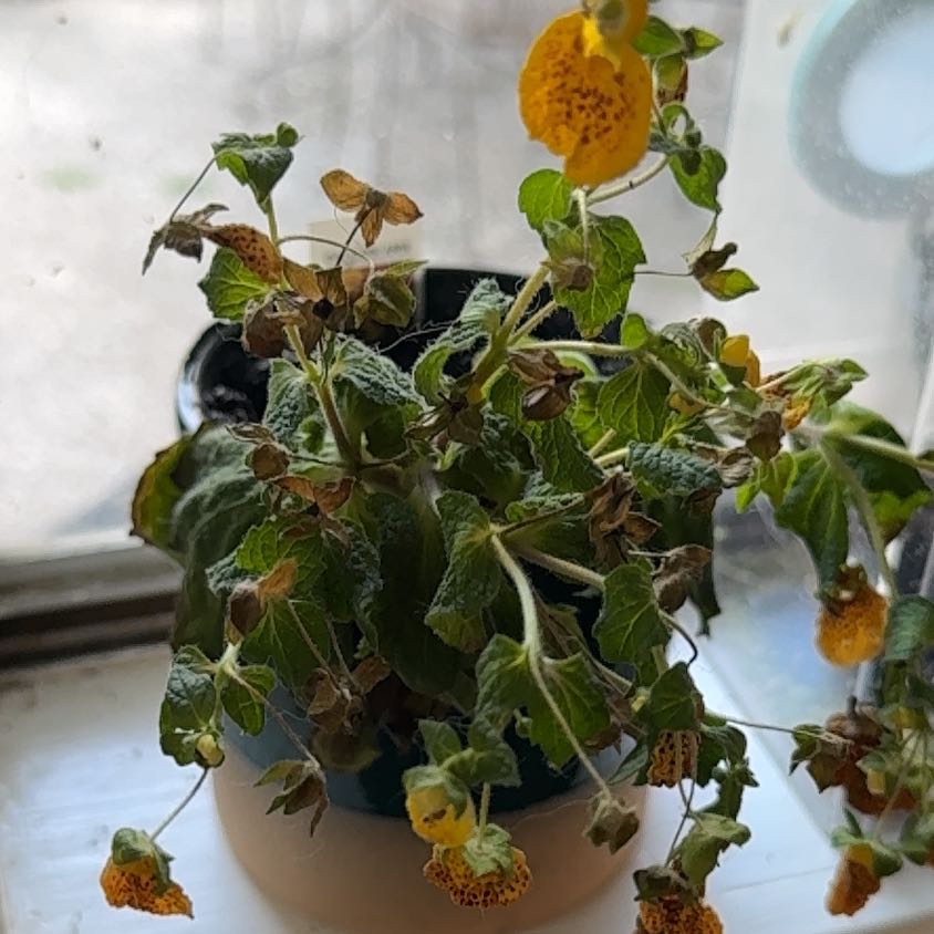 Photo of the plant species Calceolaria alba by @NewOgreears7 named Navajo on Greg, the plant care app