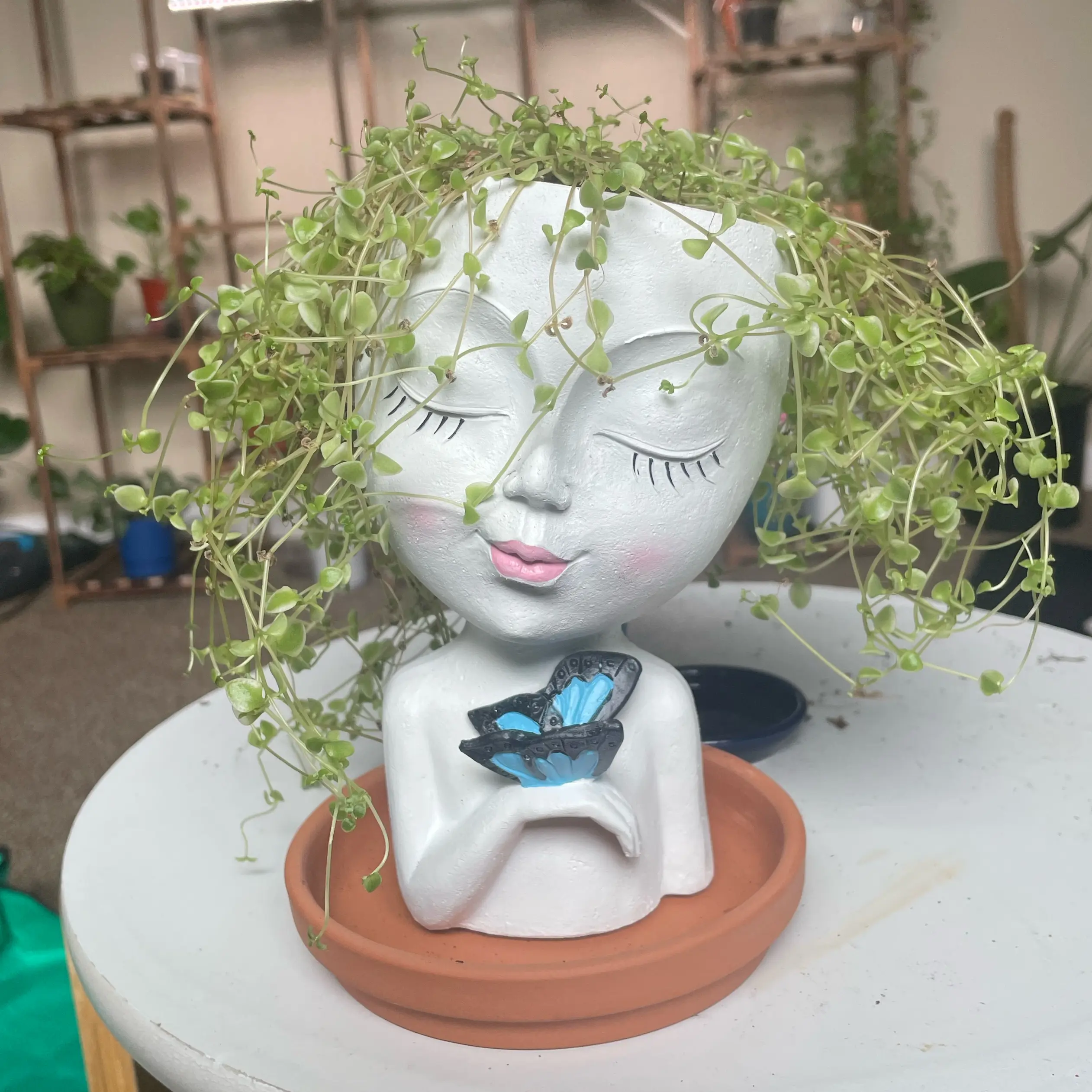 Photo of the plant species mini kitty jade by @lindseyplantmom named lacey on Greg, the plant care app