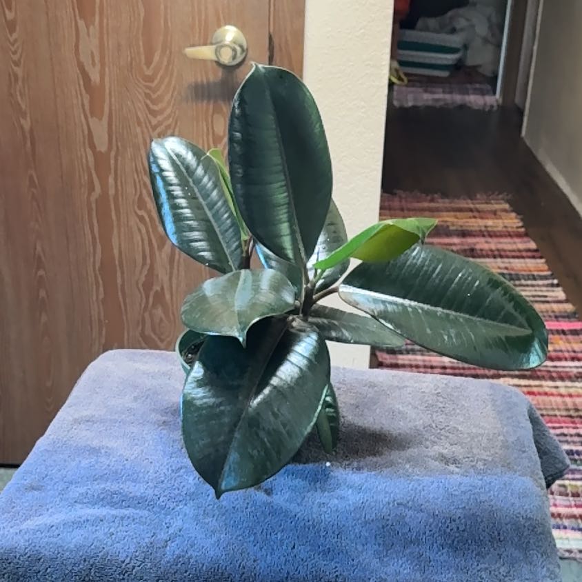 Photo of the plant species Ficus Elastica Decora by @GoddessPersia72 named Plato on Greg, the plant care app