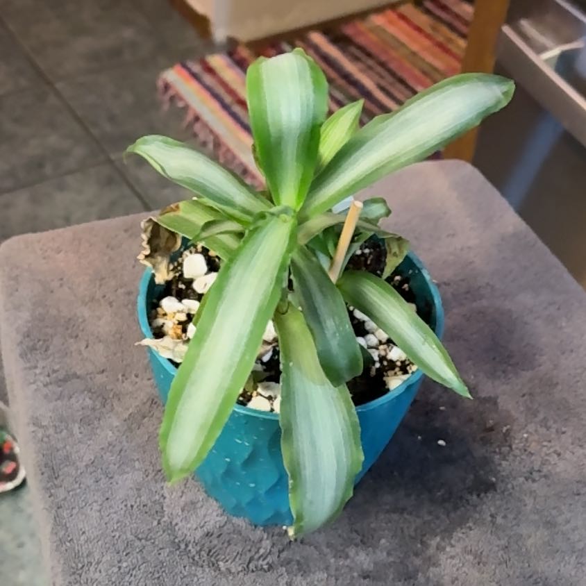 Photo of the plant species Murdannia by @GoddessPersia72 named Kendall on Greg, the plant care app