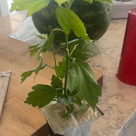 Photo of the plant species Violet Satin® Rose of Sharon by @ZestArugula91 named Paraplu was yes 6violet on Greg, the plant care app