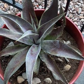 Photo of the plant species Mangave 'Mission to Mars' by @PoshKale14 named David Bowie on Greg, the plant care app