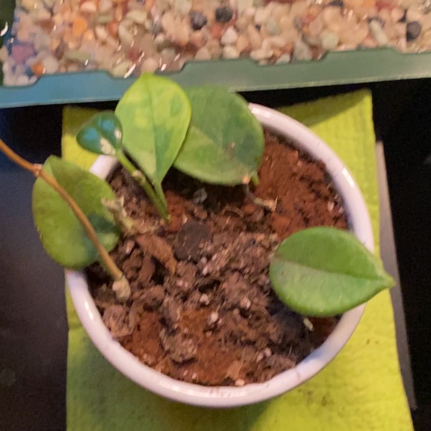 Photo of the plant species Hoya Keysii by @PoshKale14 named Sandwich leaves on Greg, the plant care app