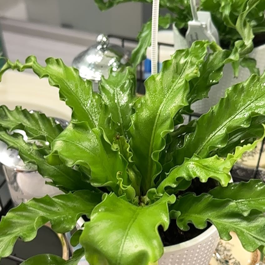 Photo of the plant species Living Lace Victoria by @ChiefLipandra28 named Eva on Greg, the plant care app