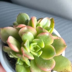 Photo of the plant species Sun Dancer by @FunCheesebush45 named Reanna on Greg, the plant care app