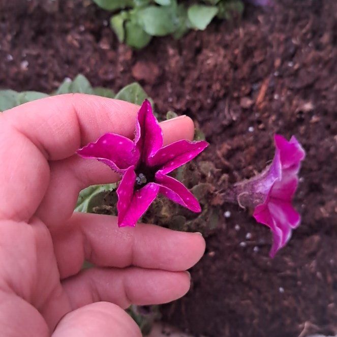 Photo of the plant species Spring Sowbread by @StandupBluesage named Diana on Greg, the plant care app