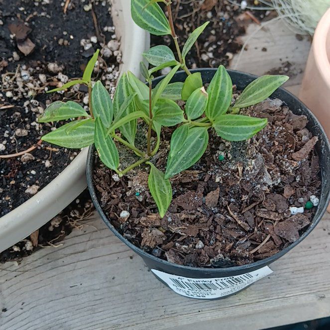 Photo of the plant species Peperomia 'Funky Frog' by @HardyWildrice83 named Delilah on Greg, the plant care app
