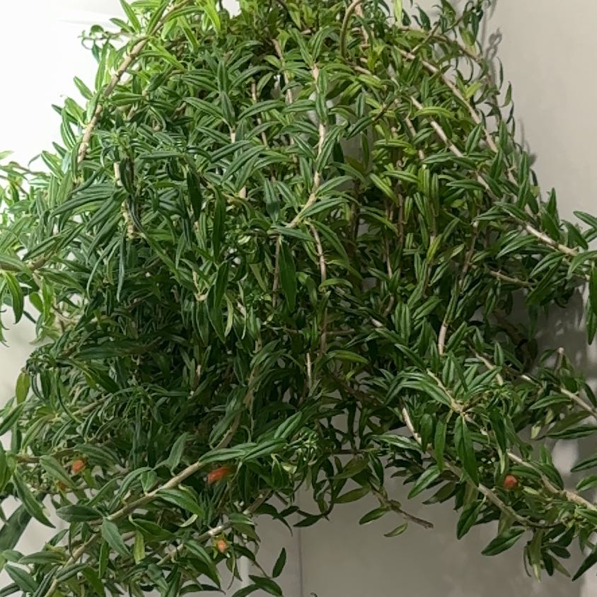 Photo of the plant species Lipstick plant 'Japhrolepsis' by @WholesomeBagpod named Taylor Swift on Greg, the plant care app