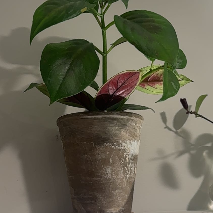 Photo of the plant species Goldfish Plant by @WholesomeBagpod named Plato on Greg, the plant care app