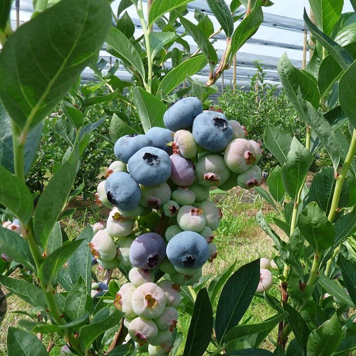 Photo of the plant species Chandler Blueberry Bush by @SwiftGinseng85 named Beyonce on Greg, the plant care app