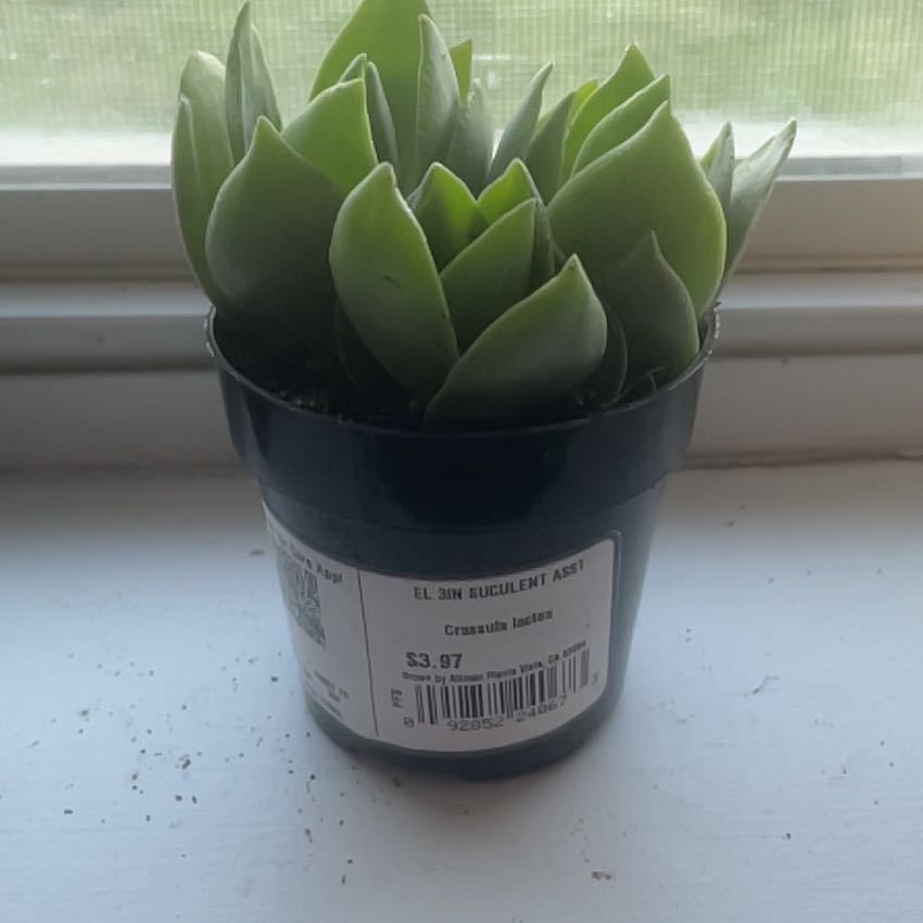 Photo of the plant species Taylor's Parches by @YesMahoe62 named Willow on Greg, the plant care app