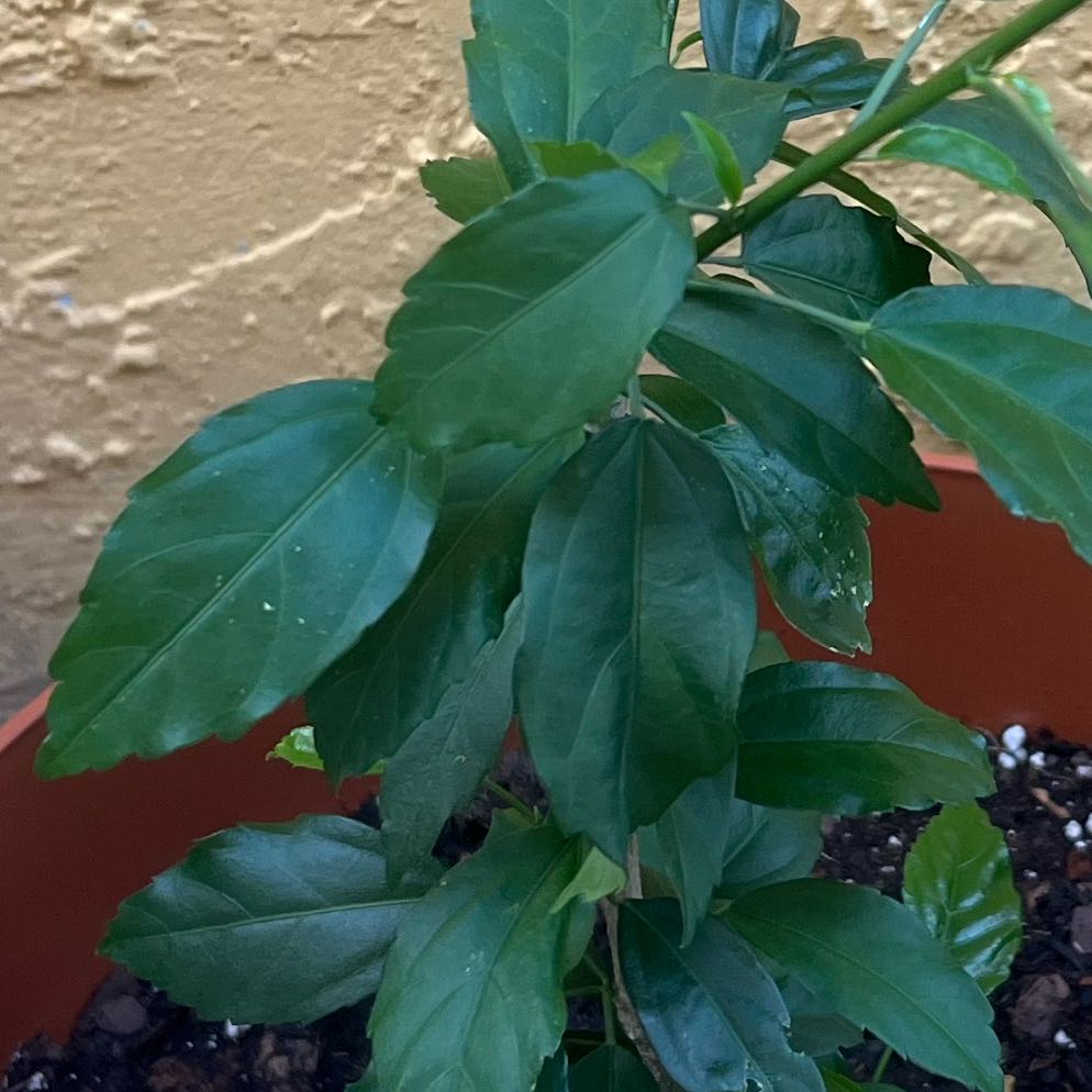 Photo of the plant species Japanese Lantern by @LovelyAsarina named Sproutacus on Greg, the plant care app