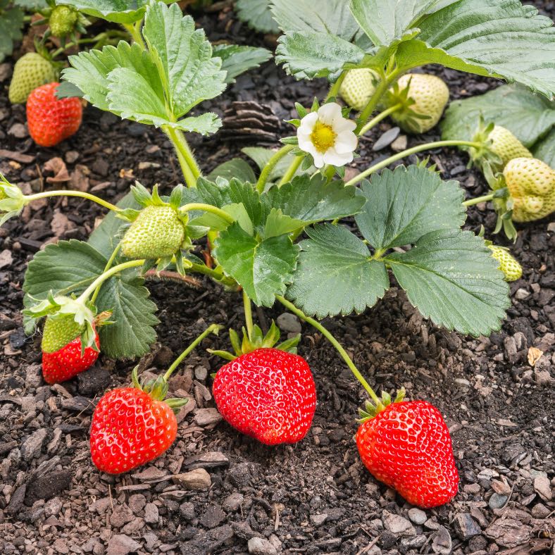 Photo of the plant species Seascape Strawberry by @jayyyarnold named Doja Cat on Greg, the plant care app