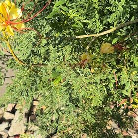 Photo of the plant species Bird-of-Paradise Shrub by @PluckyWormplant named Foxxy on Greg, the plant care app