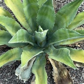 Photo of the plant species Agave Raksasa by @PluckyWormplant named Lebron on Greg, the plant care app