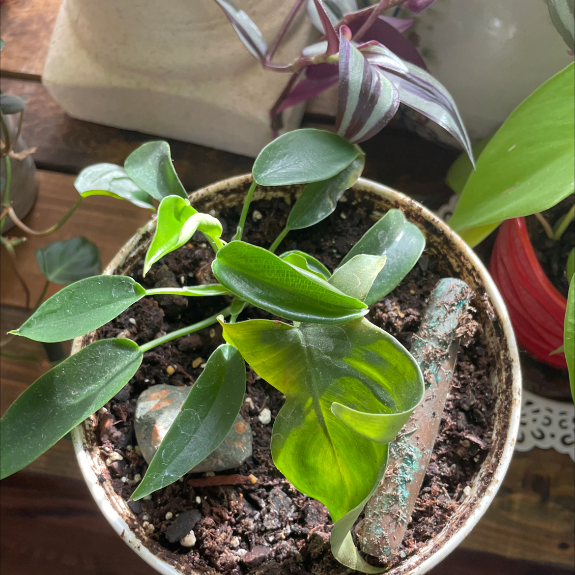 Photo of the plant species Rudolph Philodendron by @GleefulClusia49 named Zeus on Greg, the plant care app
