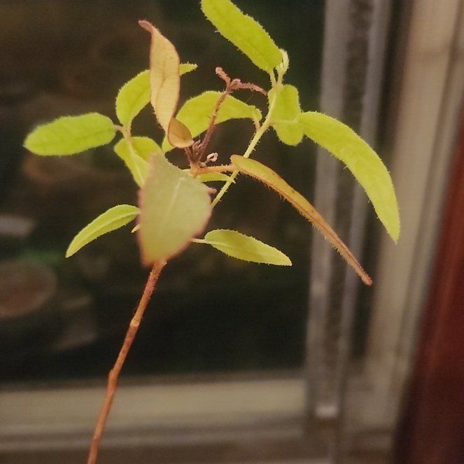 Photo of the plant species Eucalyptus Lemon Bush by @HardyClubmoss83 named Plato on Greg, the plant care app