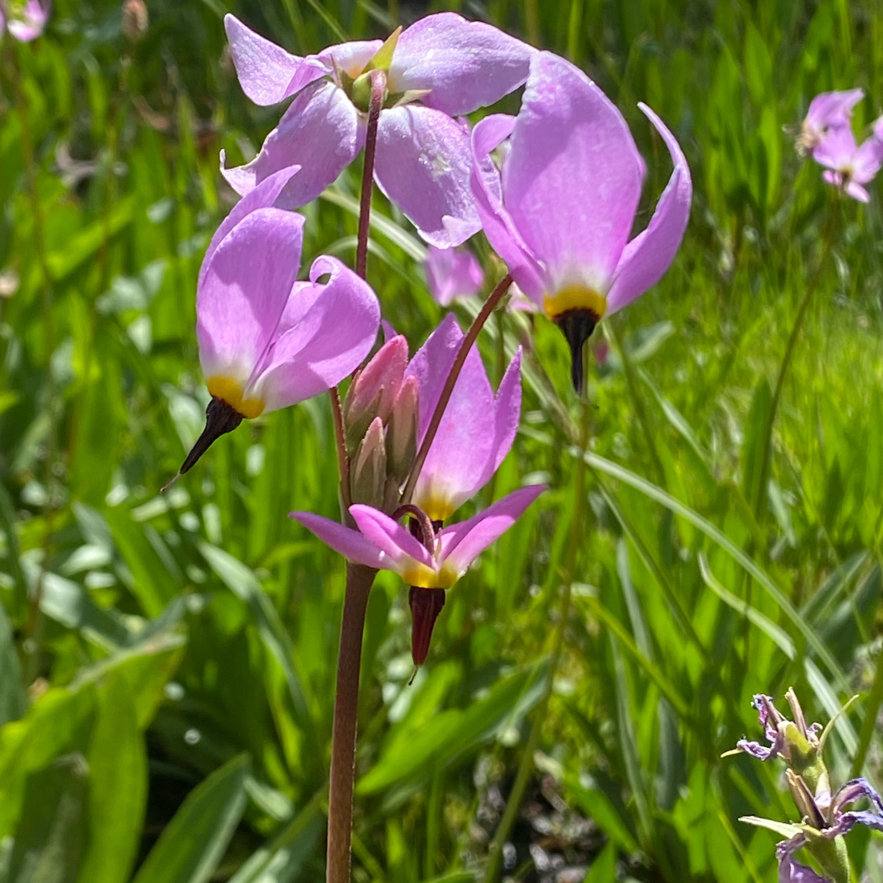 Photo of the plant species Common Shootingstar by @ManyPoisonbulb named Homer on Greg, the plant care app