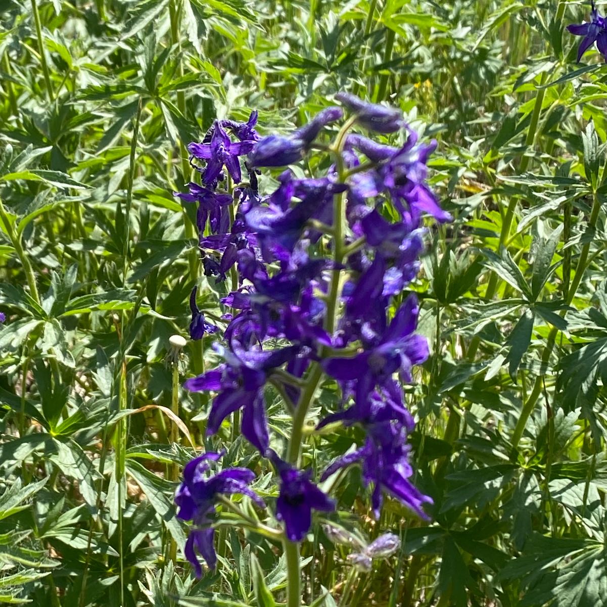 Photo of the plant species Dwarf Larkspur by @ManyPoisonbulb named Plato on Greg, the plant care app