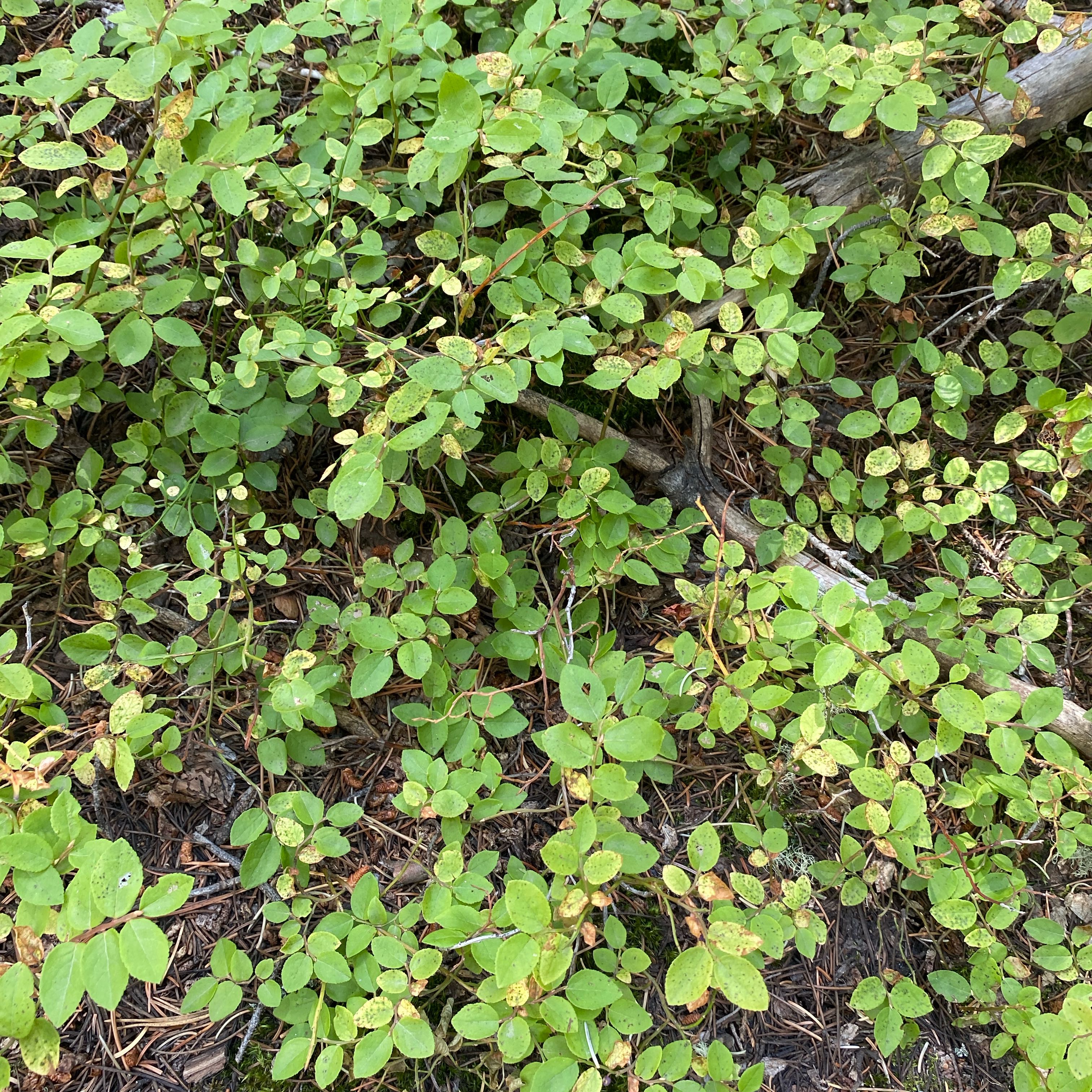 Photo of the plant species Early Lowbush Blueberry by @ManyPoisonbulb named Gates on Greg, the plant care app
