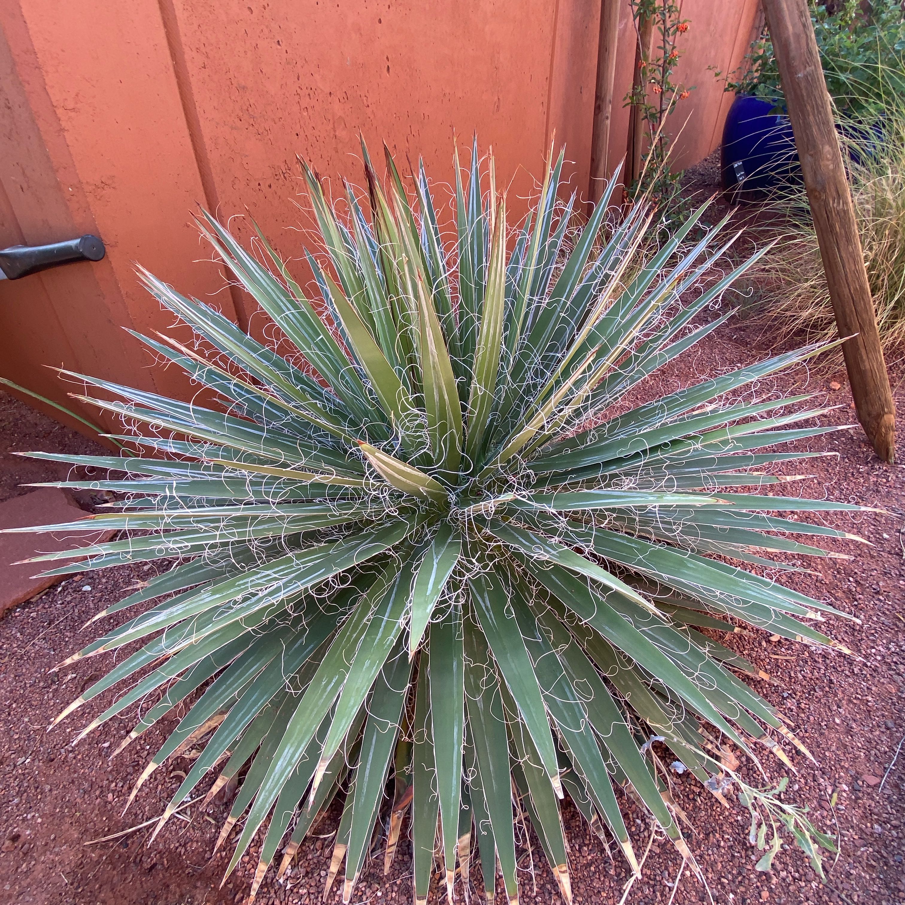 Photo of the plant species Adam's Needle by @ManyPoisonbulb named Gobi on Greg, the plant care app