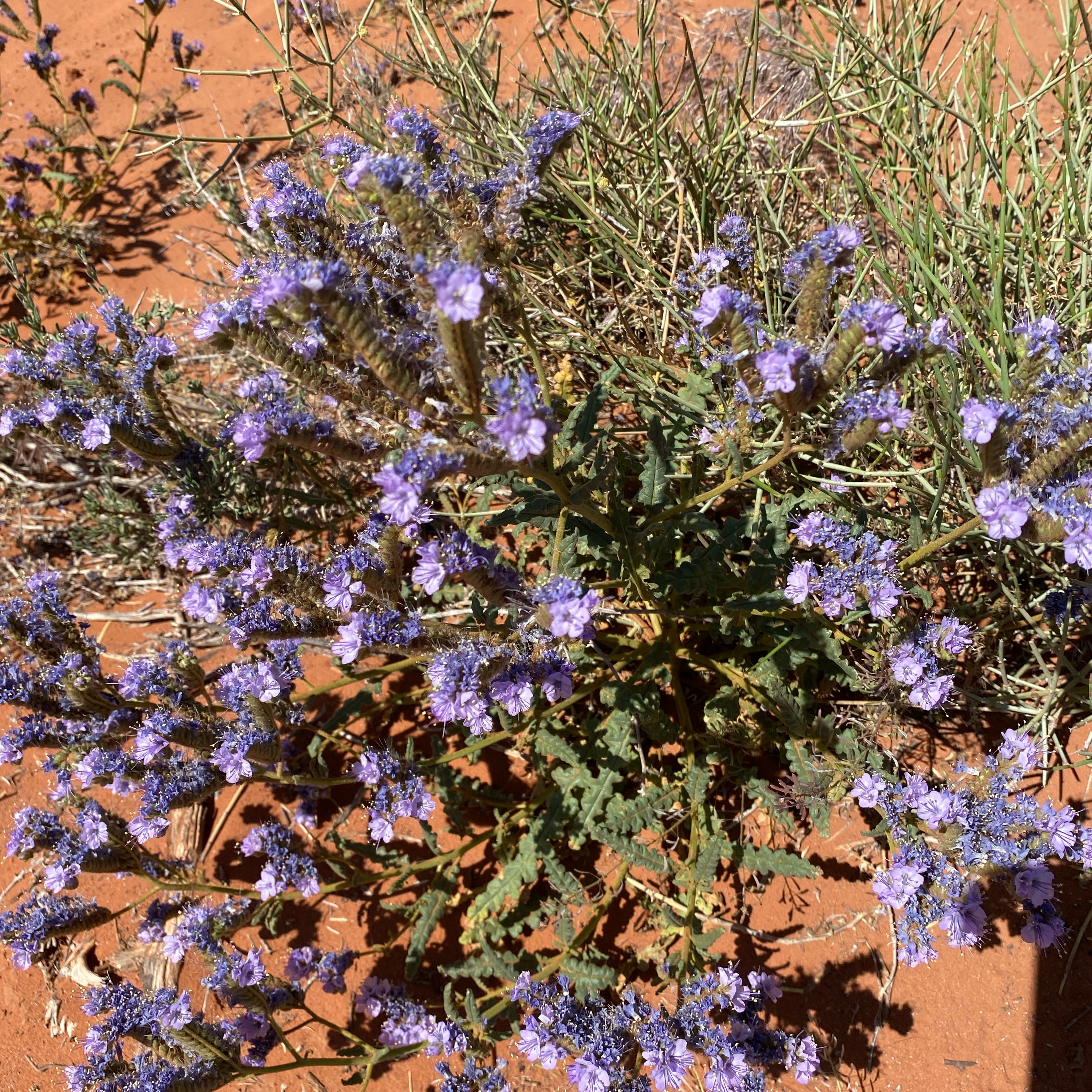Photo of the plant species Wavyleaf Sea Lavender by @ManyPoisonbulb named Athena on Greg, the plant care app