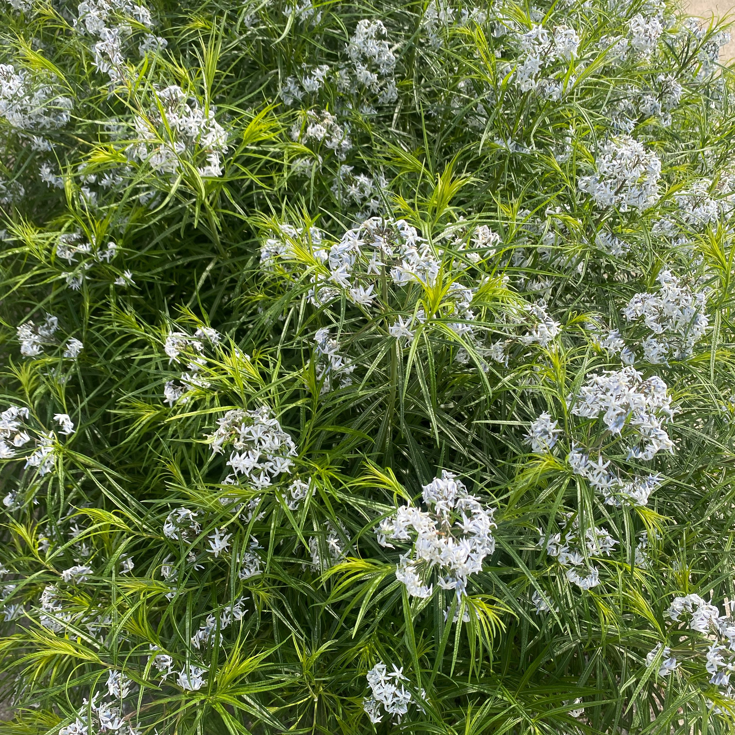Photo of the plant species Texas-Star by @ManyPoisonbulb named Girlfrond on Greg, the plant care app