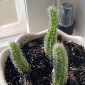 Photo of the plant species Peanut Cactus 'Cactus Art' by @TopPeanut95 named Spartacus on Greg, the plant care app
